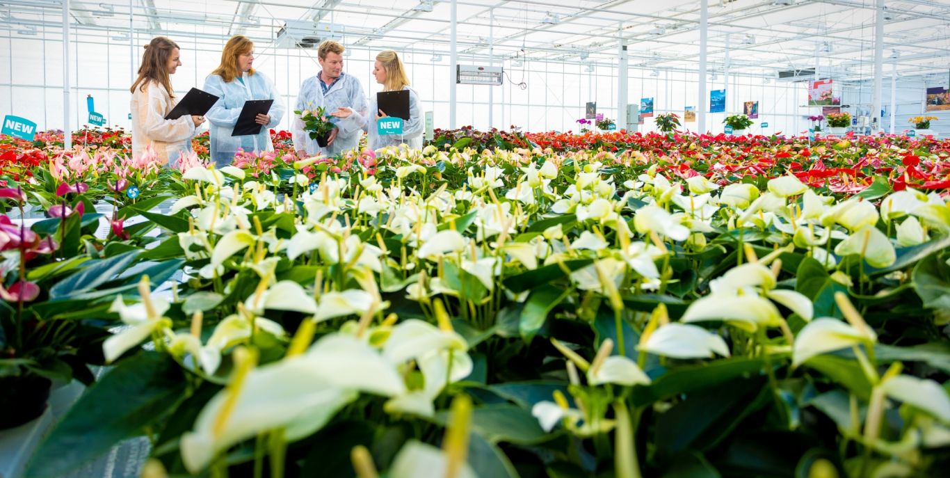 P 12 15 GROW dec 2019 Ambitie Anthura 11