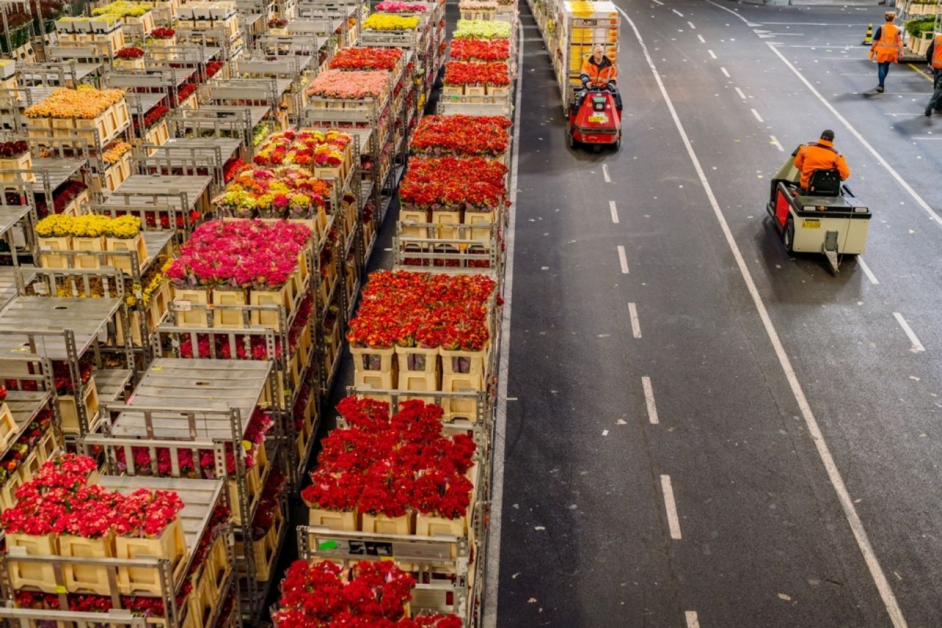 Los Martin Luther King Junior gemakkelijk Royal FloraHolland | Inkopen