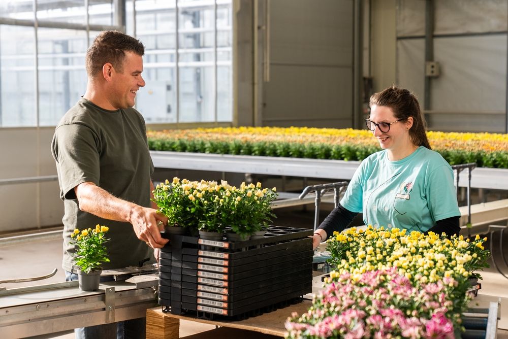 Kweker pakt meermalige plantentray Floratino bij Kwekerij SVCO
