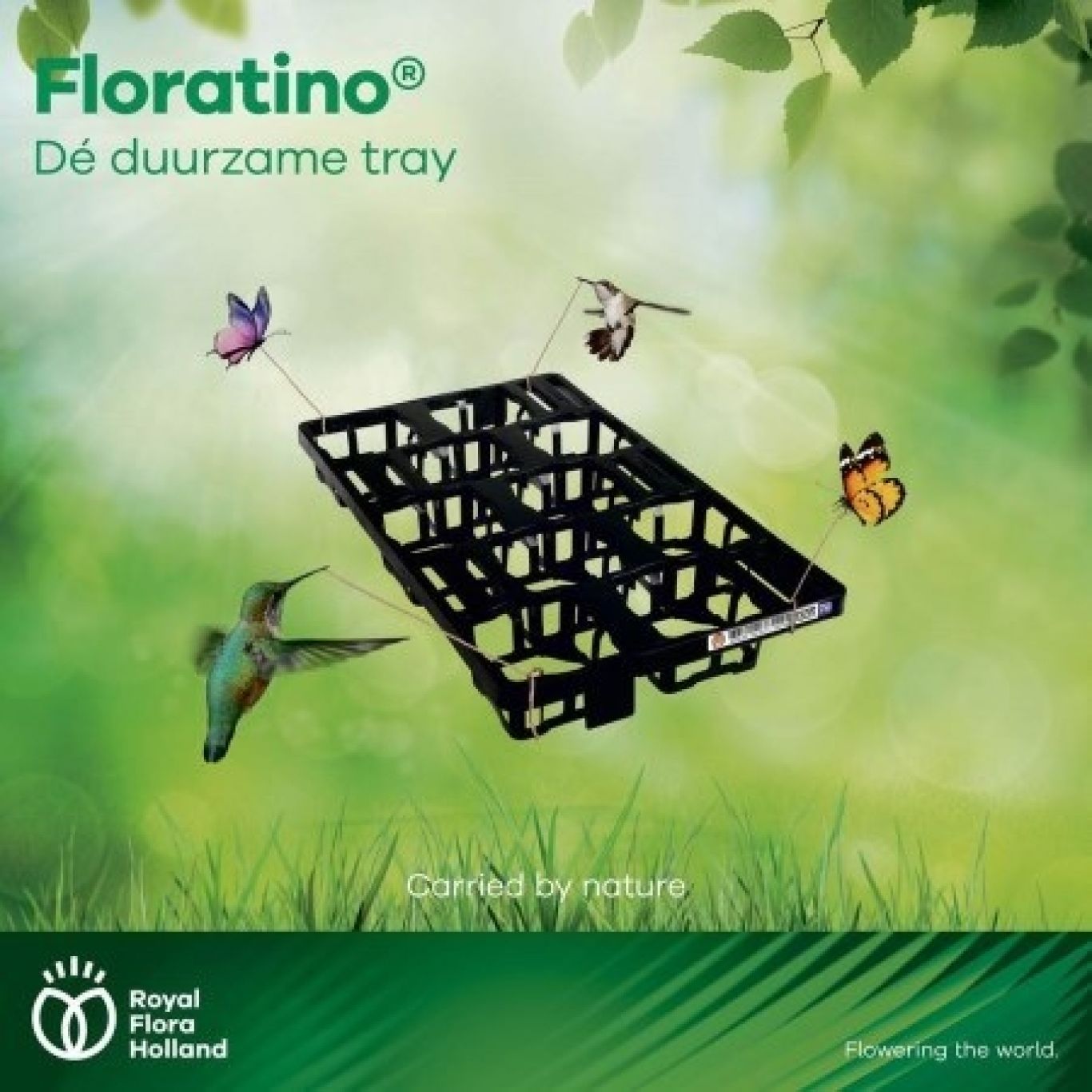 Flora Holland Floratino Visual Royal 2