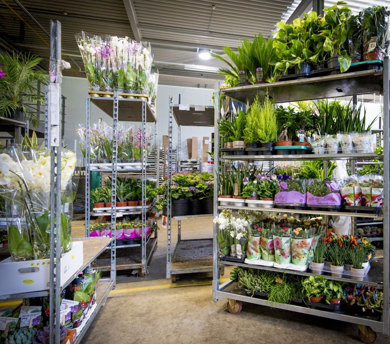 Royal Flora Holland Logistiek 20170815 34