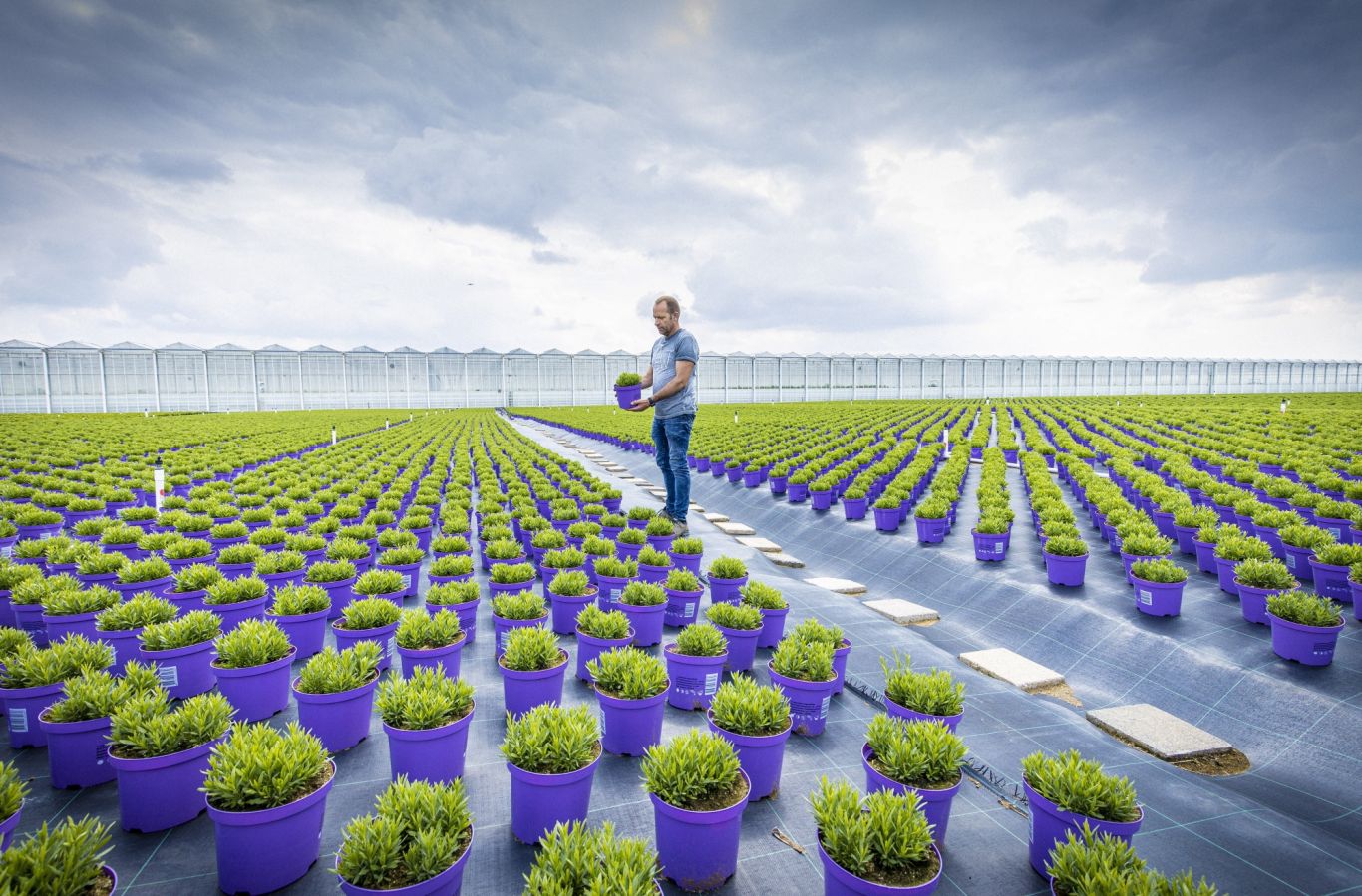 GROW10 13spreadambitie
