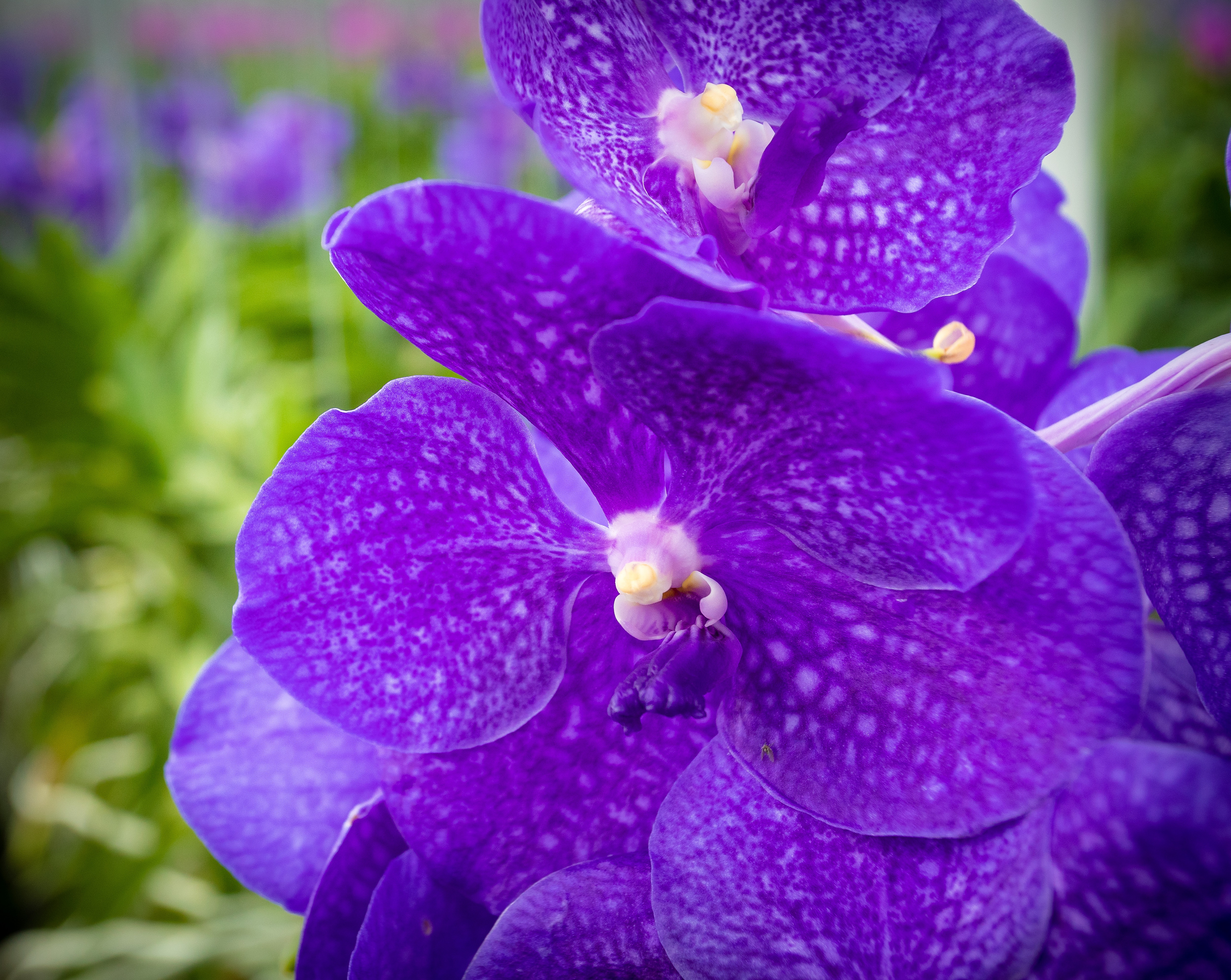 Kruisbestuiving Anco Pure Vanda 06