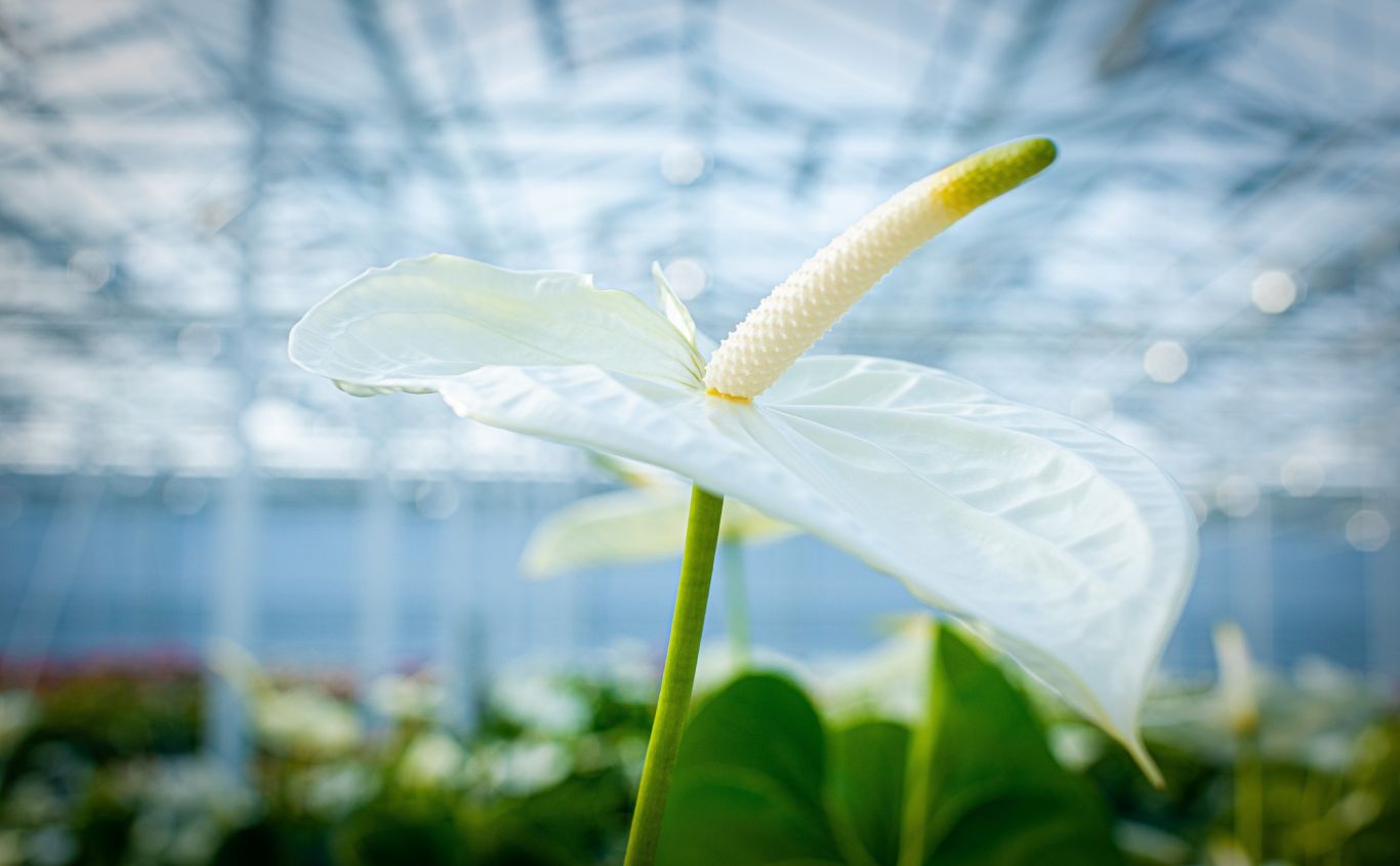 P 12 15 GROW dec 2019 Ambitie Anthura 07