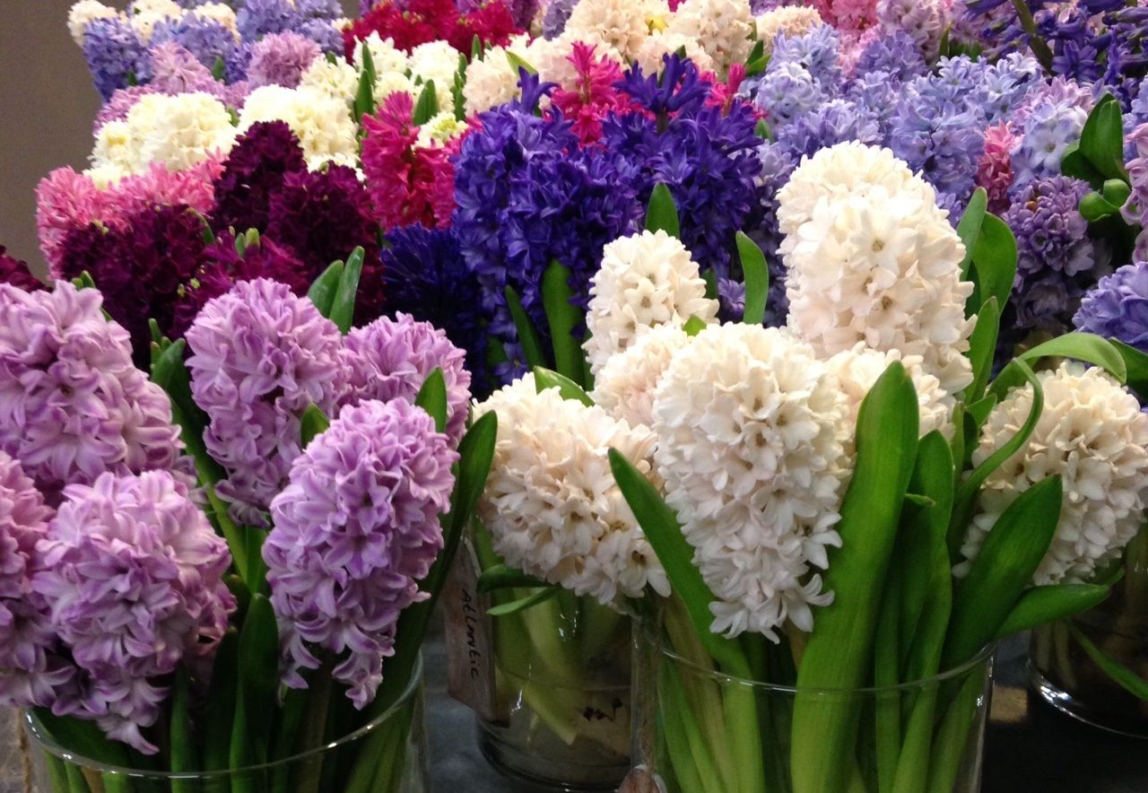 Hyacinth