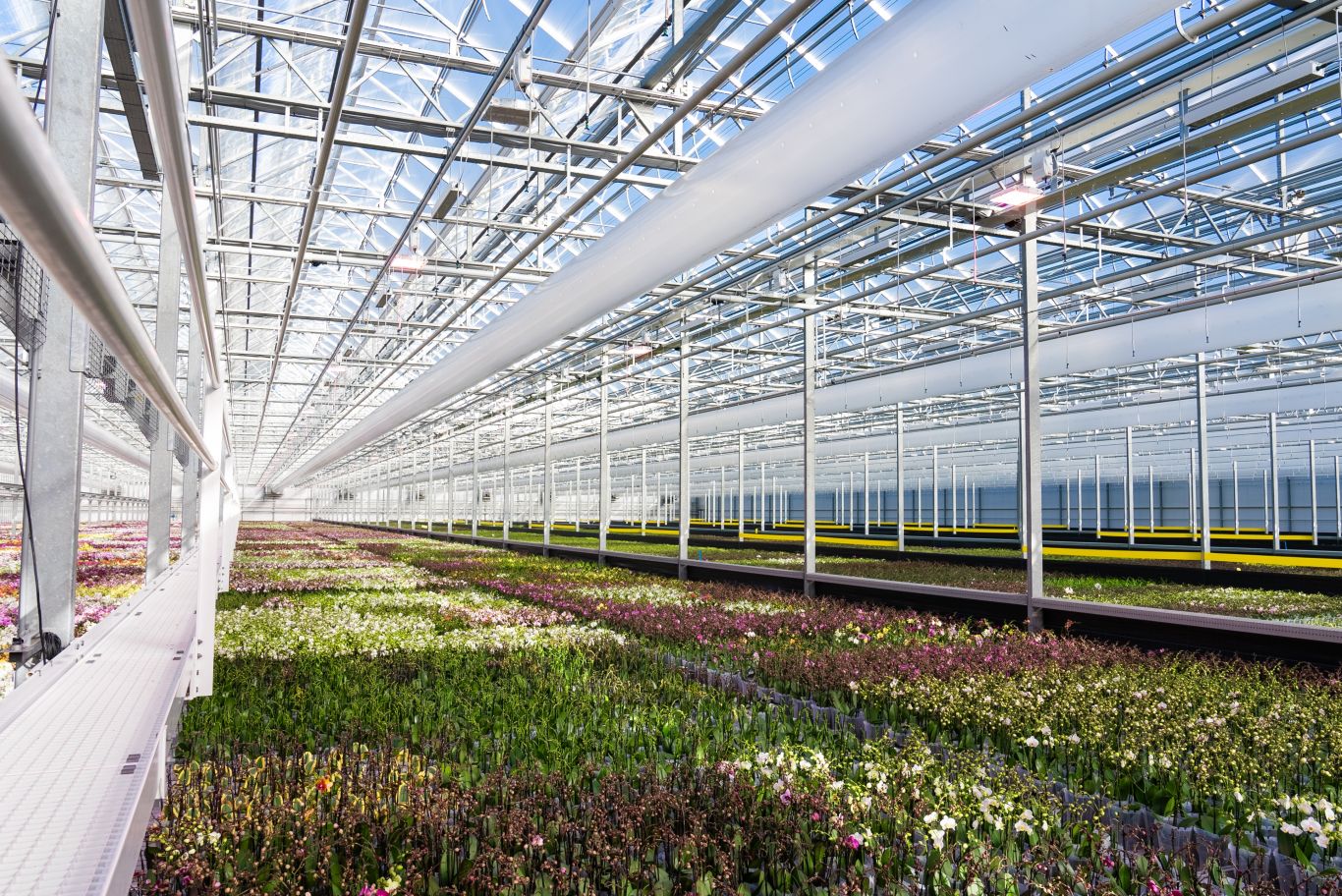 Kwekerij met Orchidee n daglichtkas