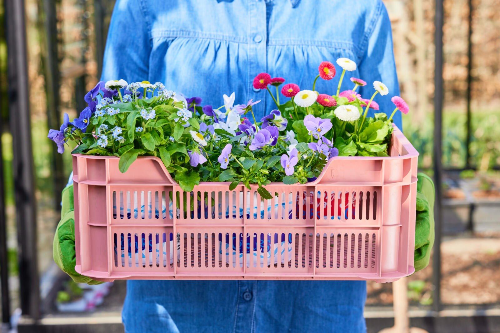 Festival Colours 32 max Width 1600 max Height 1600