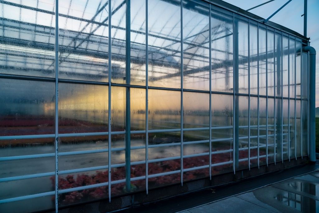 Royal Flora Holland shoot kas