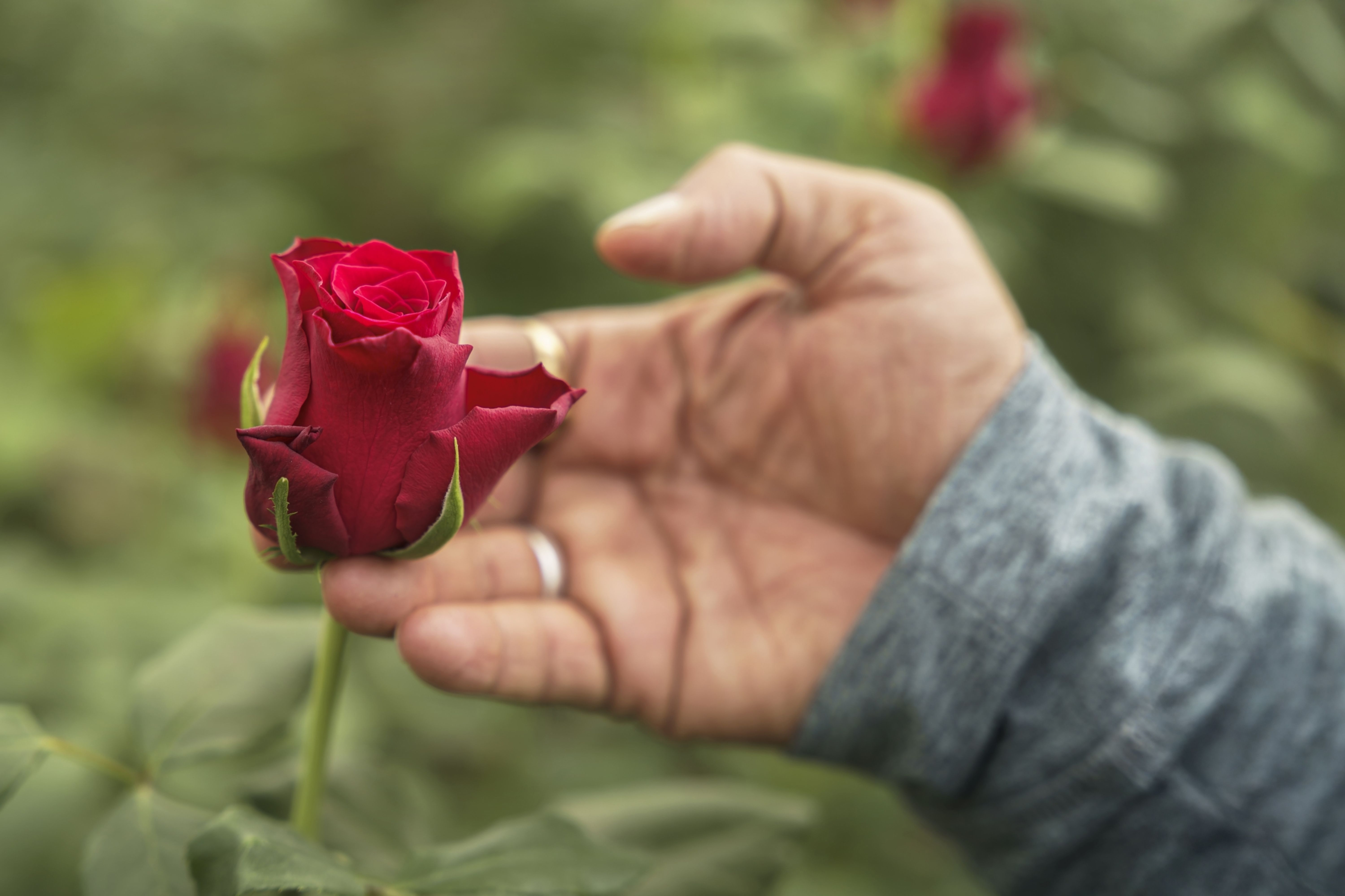 Hand rozenkwekerij PJ Dave Flora Isinya Kenia Afrika V3