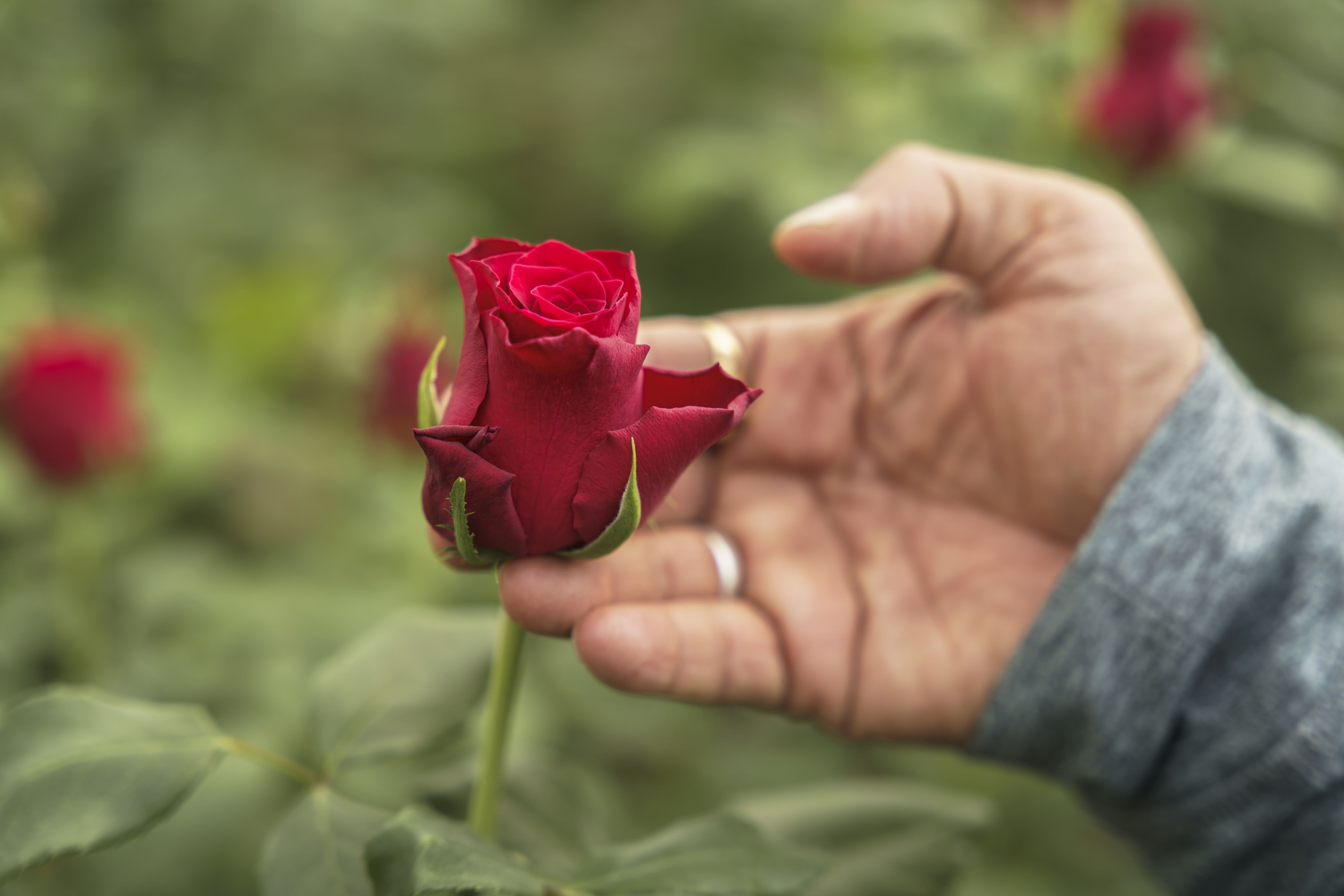 Hand rozenkwekerij PJ Dave Flora Isinya Kenia Afrika