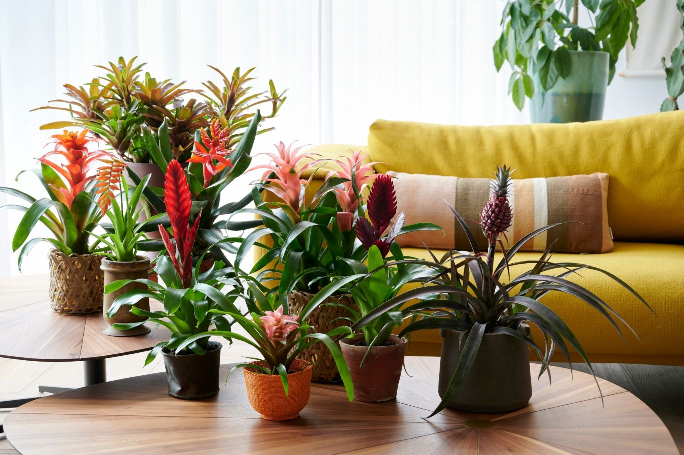 Bromelia Bromelia info