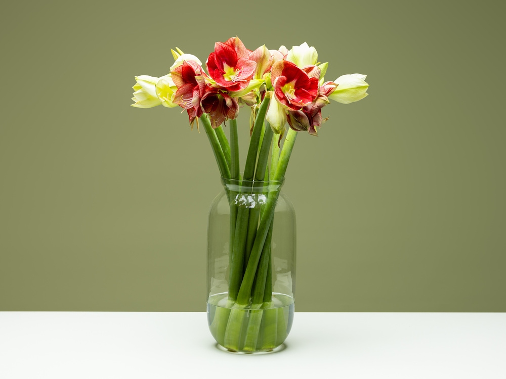 FPC Amaryllis bloem