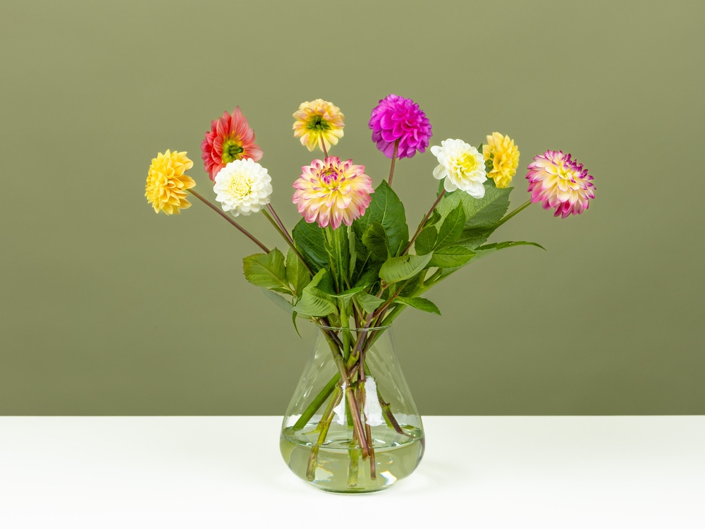 FPC Bolbloemen assortiment dahlias