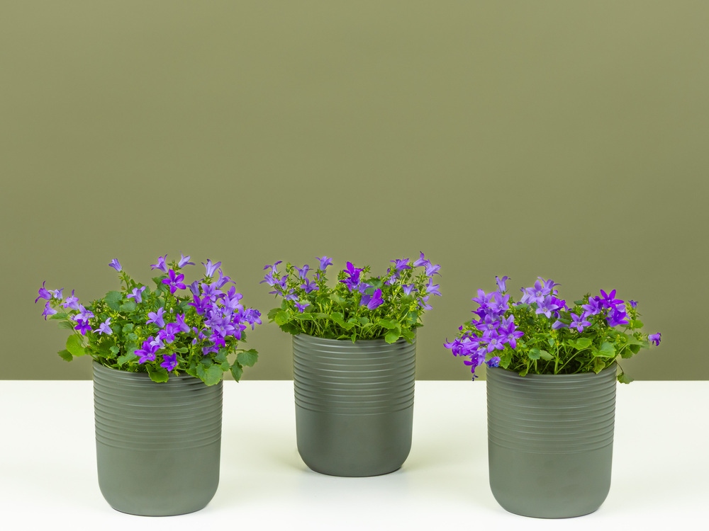 FPC Eenjarige zomerbloeiers plant