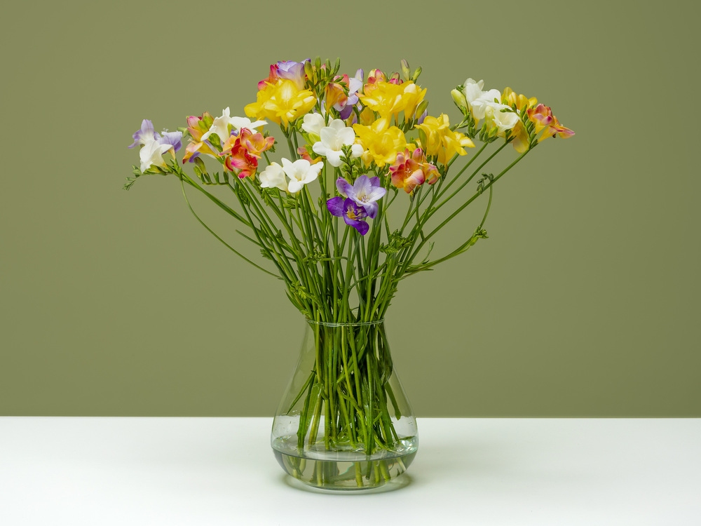 FPC Freesia bloem