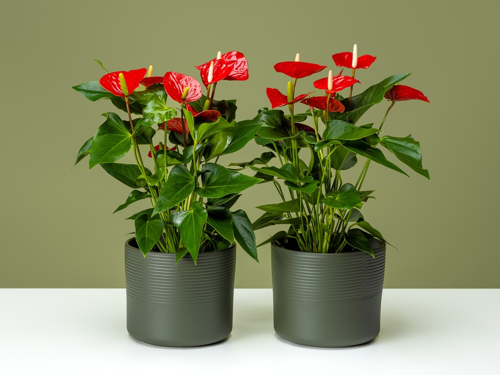 FPC Potanthurium bloem plant