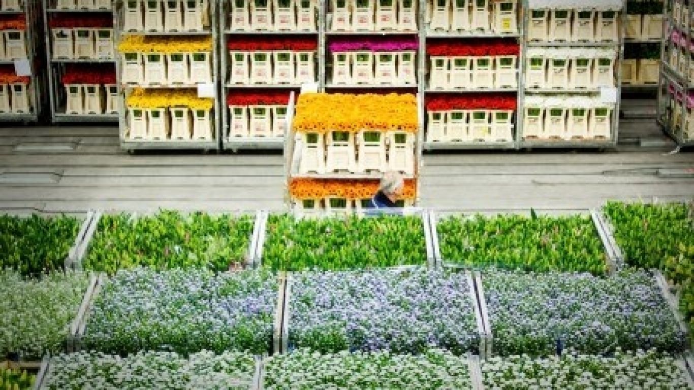 Royal floraholland veiling bloemen