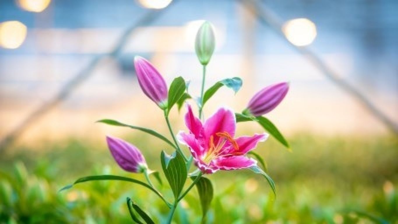Royal floraholland ambitie qualily 06