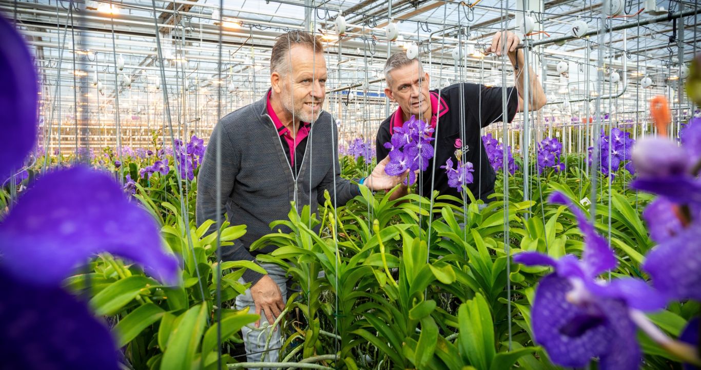 Royal Flora Holland Kruisbestuiving Anco Pure Vanda 130921