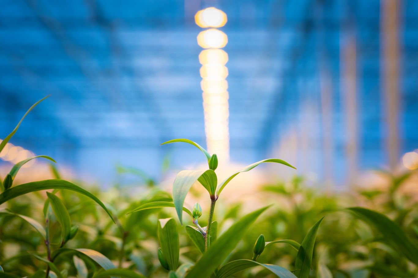 Royal Flora Holland Ambitie Qualily 04