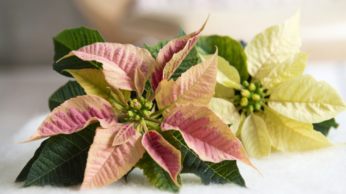 BBH poinsettia
