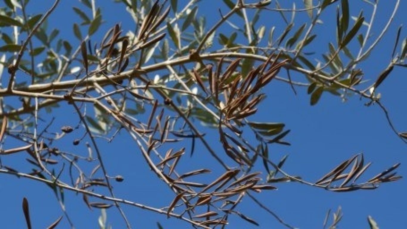 Xylella olijf nvwa
