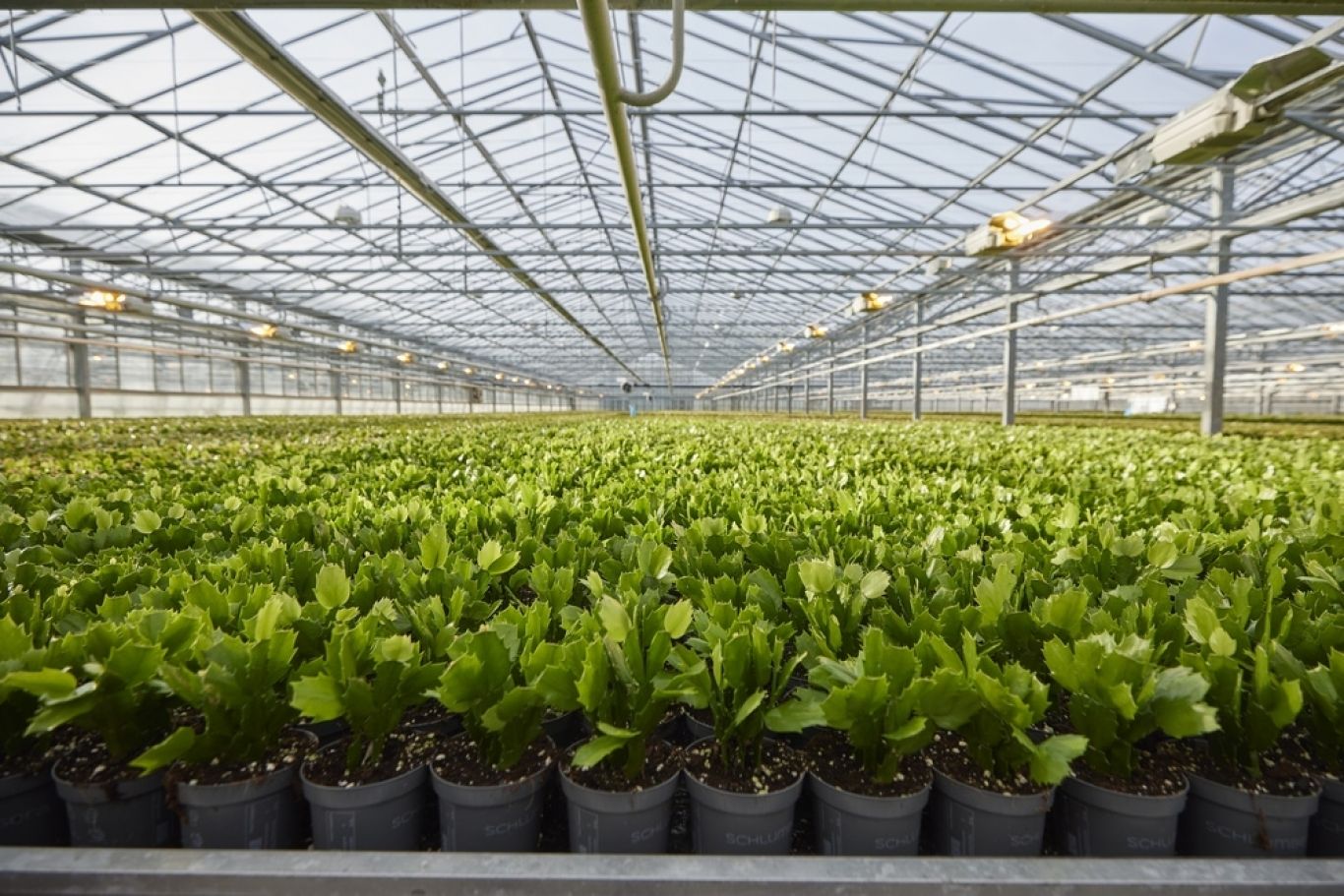 Planten in kas