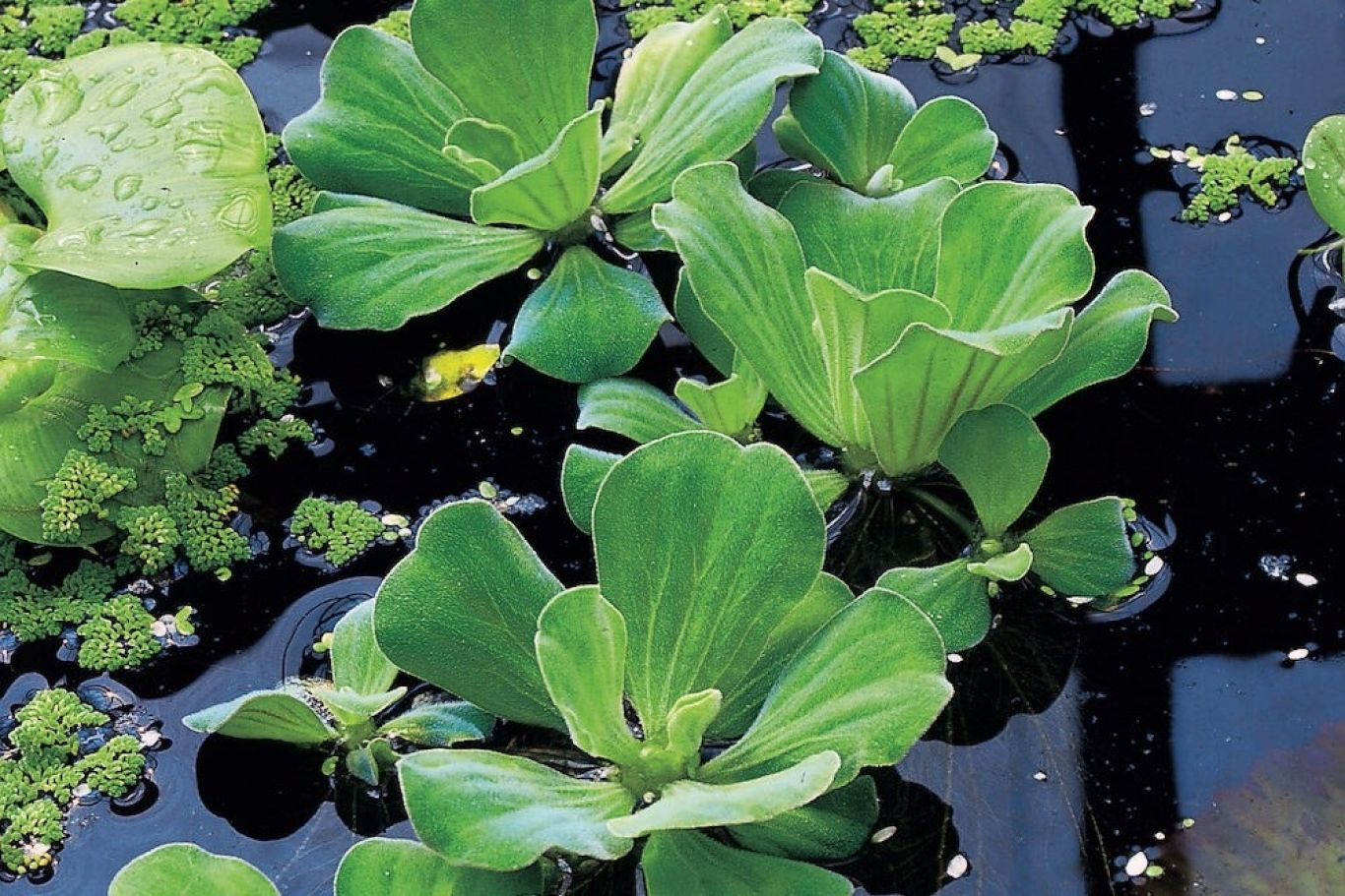 Pistia stratiotes 2 edited