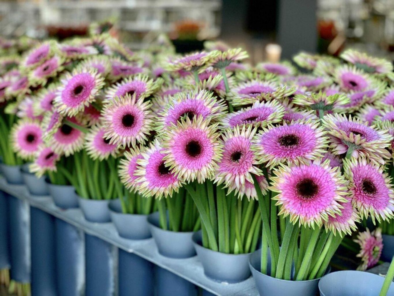 Royal Flota Holland Gerbera Smeagol 1068x801