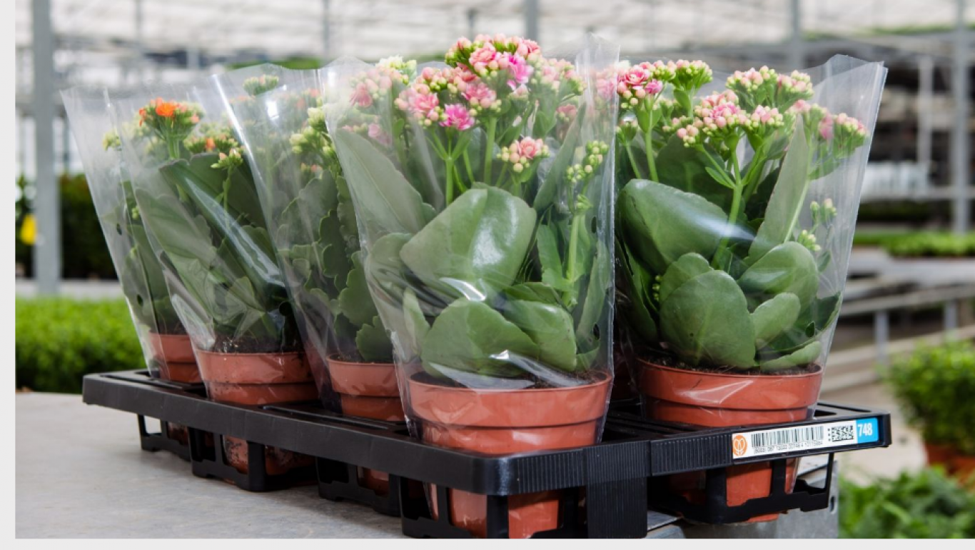 Meermalige plantentray