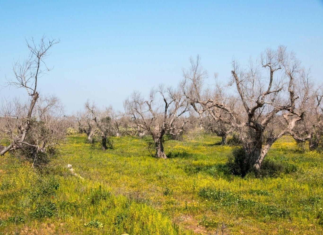 Xylella
