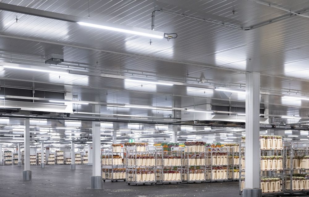 IT disruption: temporary partial… | Royal FloraHolland
