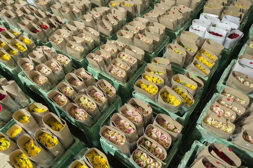 Preview PJ Dave Flora 27