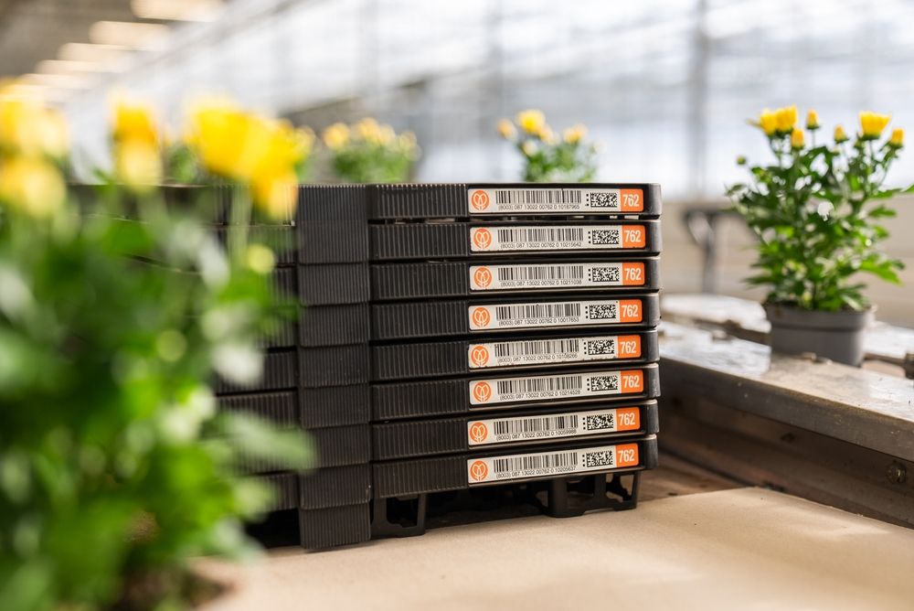 Preview Planten in meermalige plantentray Floratino bij kwekerij SV CO