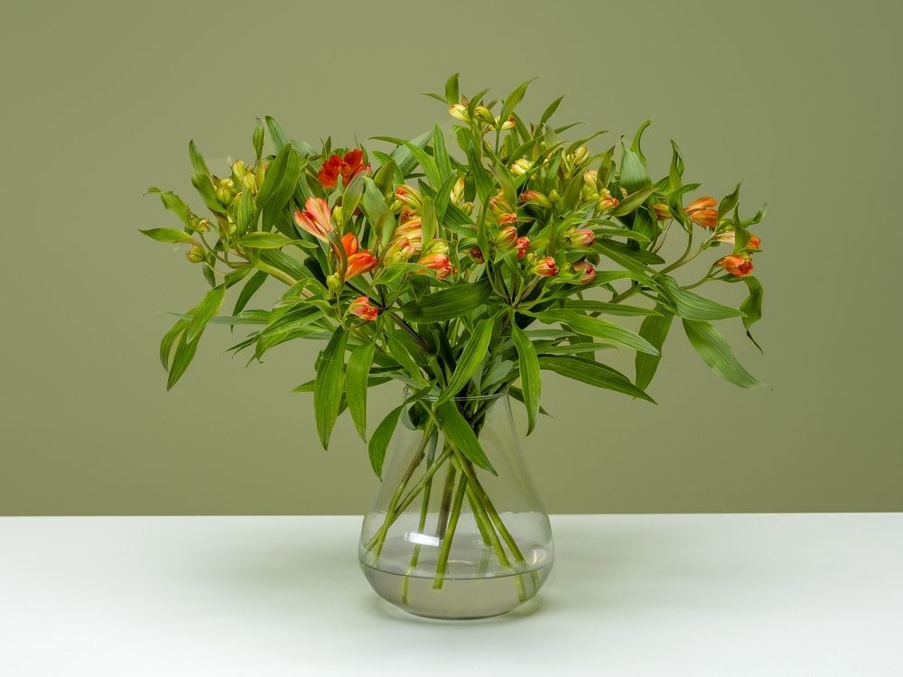 FPC Alstroemeria bloem FPC Alstroemeria bloem