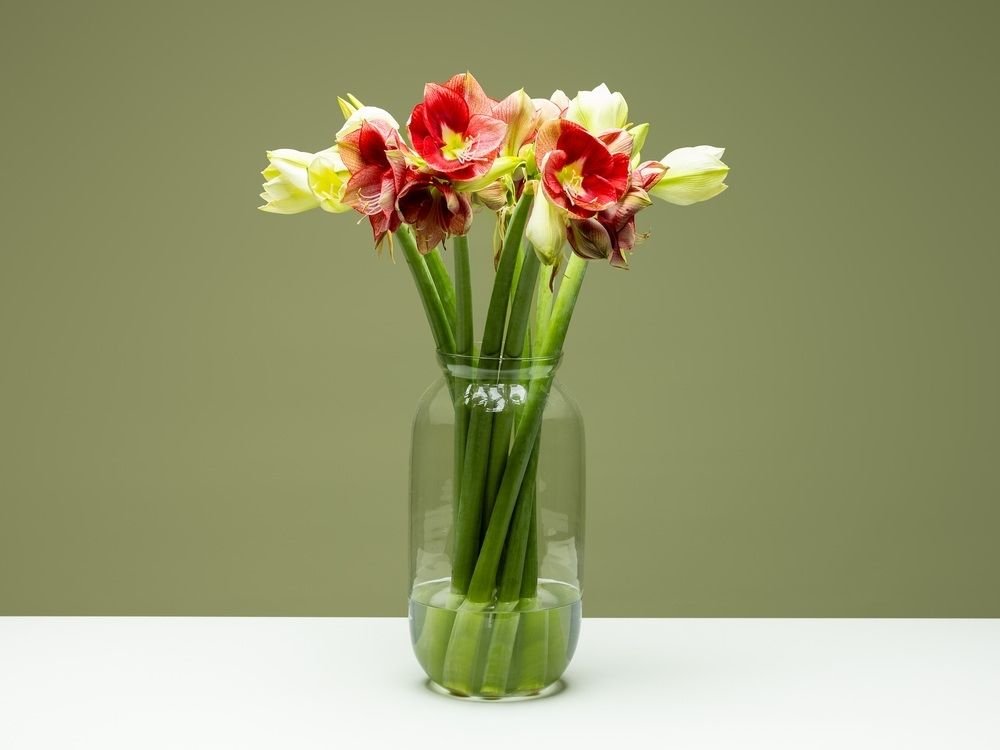 FPC Amaryllis bloem FPC Amaryllis bloem
