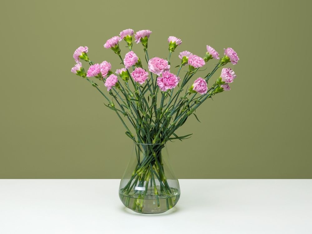 FPC Anjer bloem FPC Anjer bloem