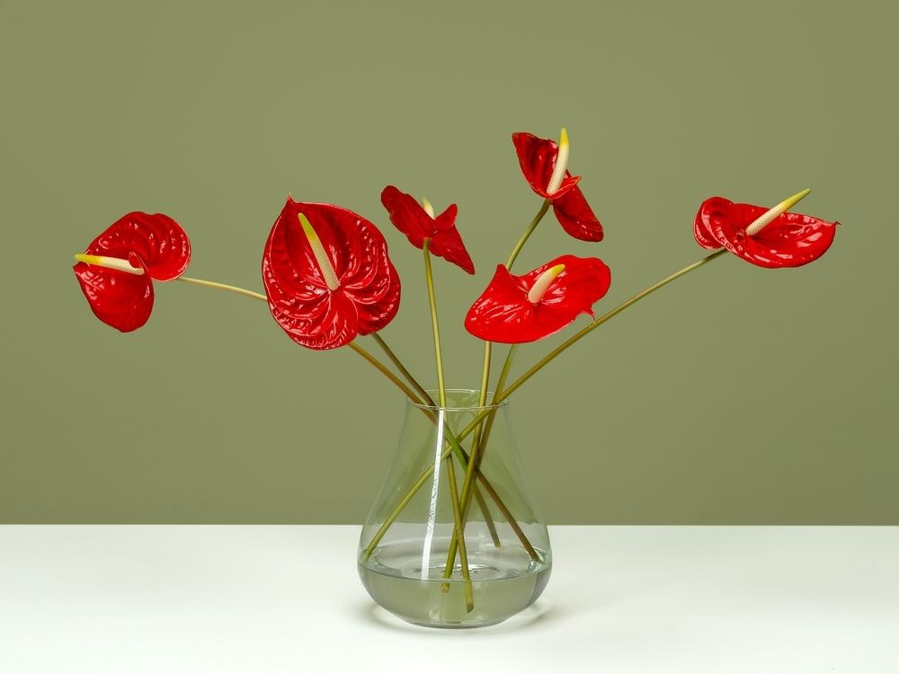 FPC Anthurium bloem plant FPC Anthurium bloem plant