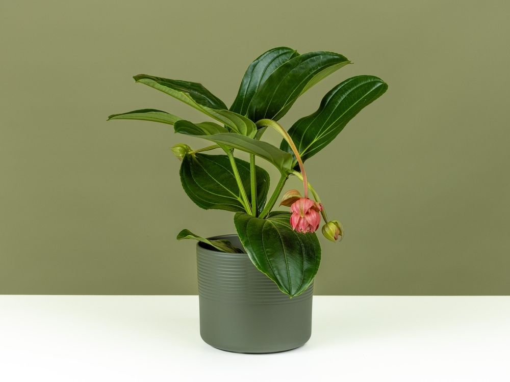 FPC Bloeiende planten medinilla FPC Bloeiende planten medinilla