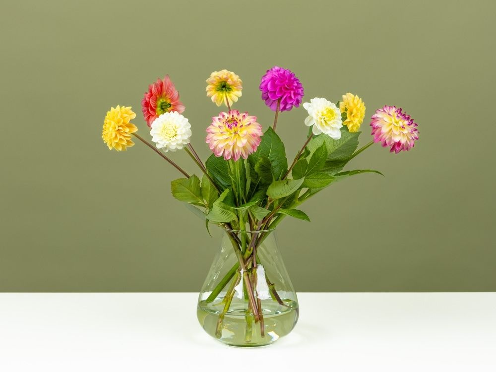 FPC Bolbloemen assortiment dahlias FPC Bolbloemen assortiment dahlias
