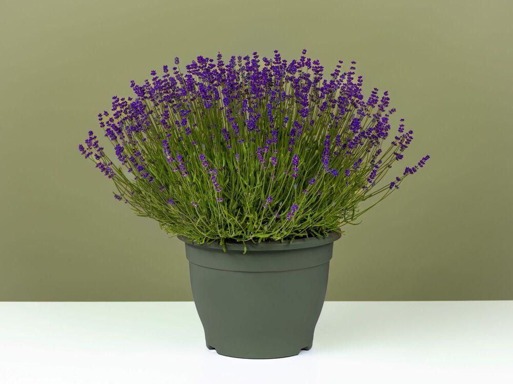 FPC Boomkwekerijproducten lavendel plant FPC Boomkwekerijproducten lavendel plant