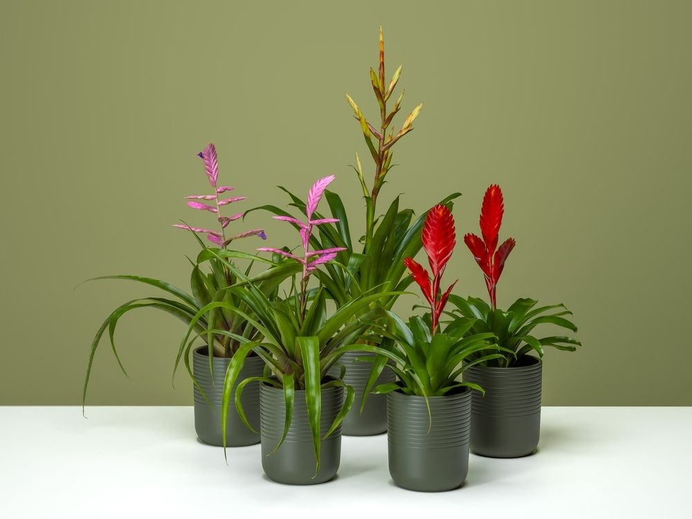 FPC Bromelia plant FPC Bromelia plant