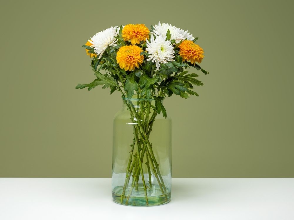 FPC Chrysant bloem FPC Chrysant bloem