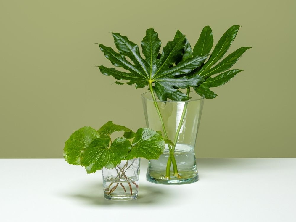 FPC Decoratiegroen plant FPC Decoratiegroen plant