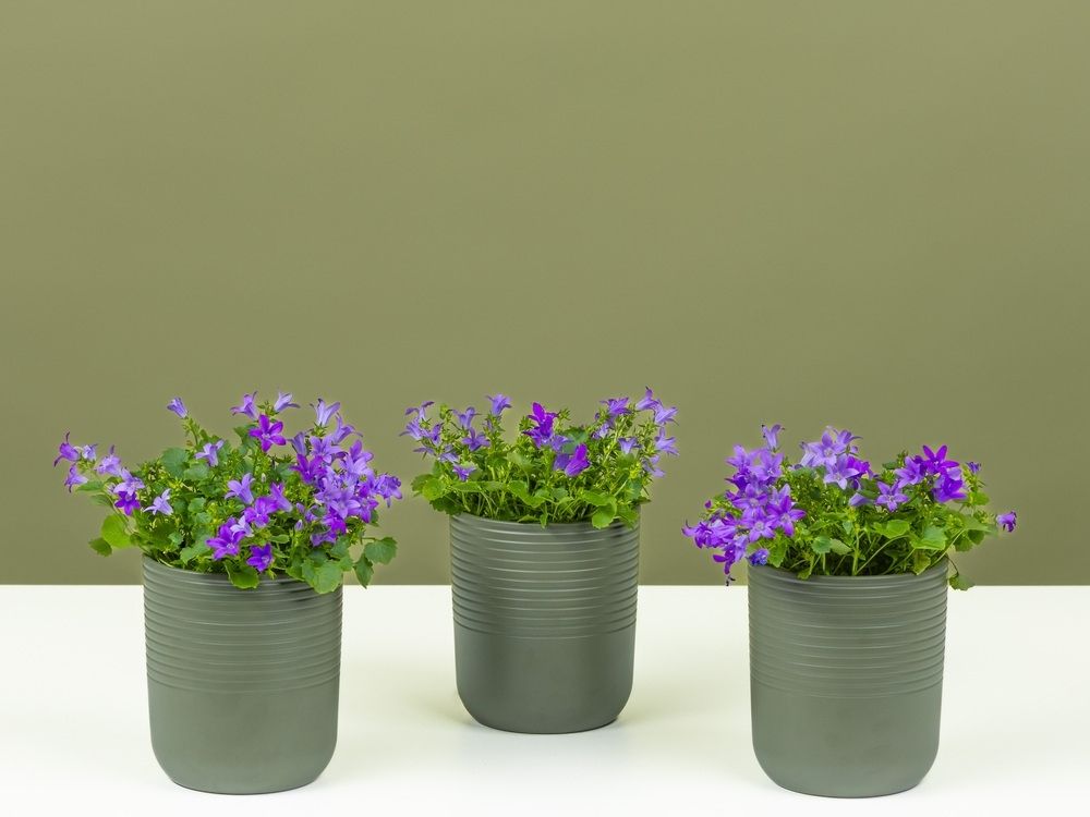 FPC Eenjarige zomerbloeiers plant FPC Eenjarige zomerbloeiers plant