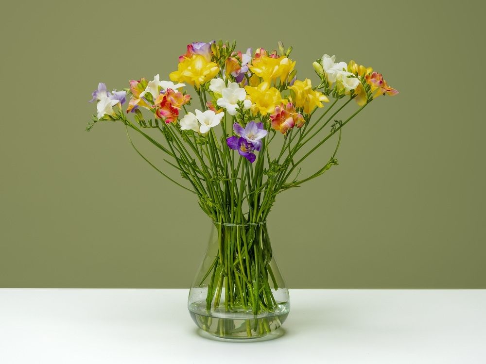 FPC Freesia bloem FPC Freesia bloem
