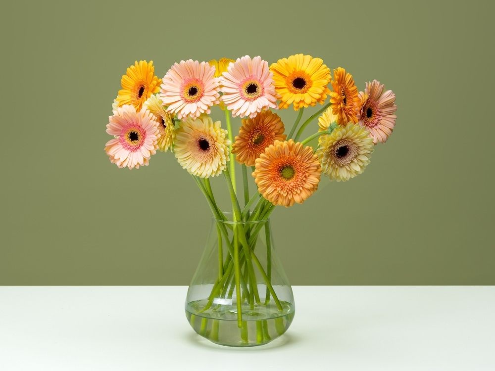 FPC Gerbera bloem FPC Gerbera bloem