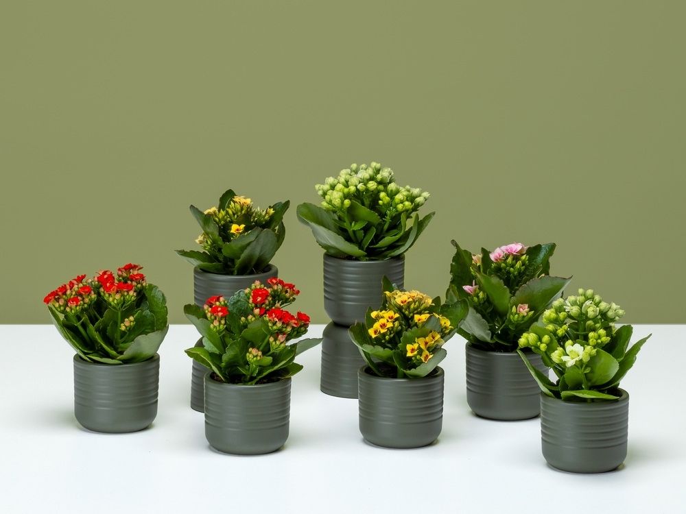 FPC Kalanchoë plant FPC Kalanchoë plant