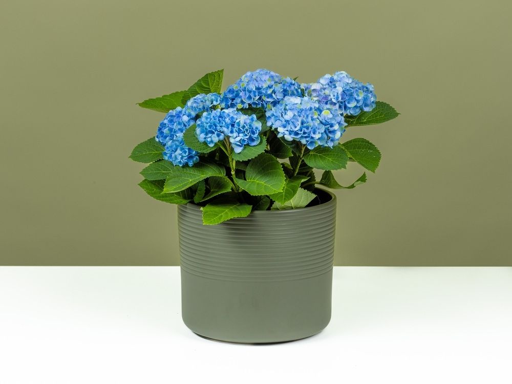 FPC Kamer en tuinhortensia plant FPC Kamer en tuinhortensia plant