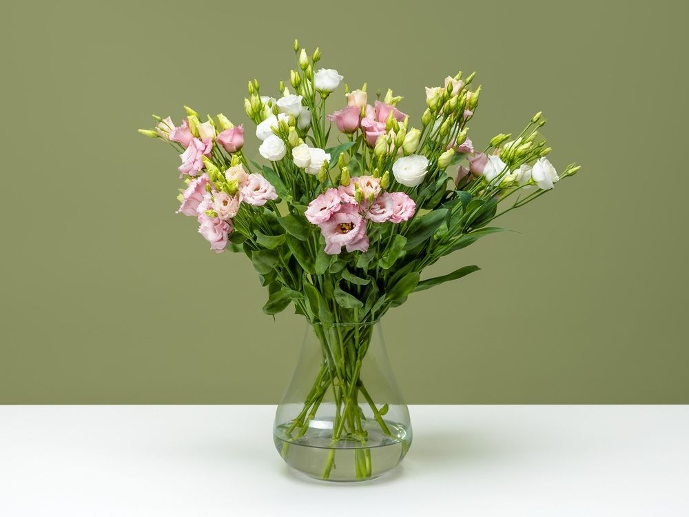 FPC Lisianthus bloem FPC Lisianthus bloem